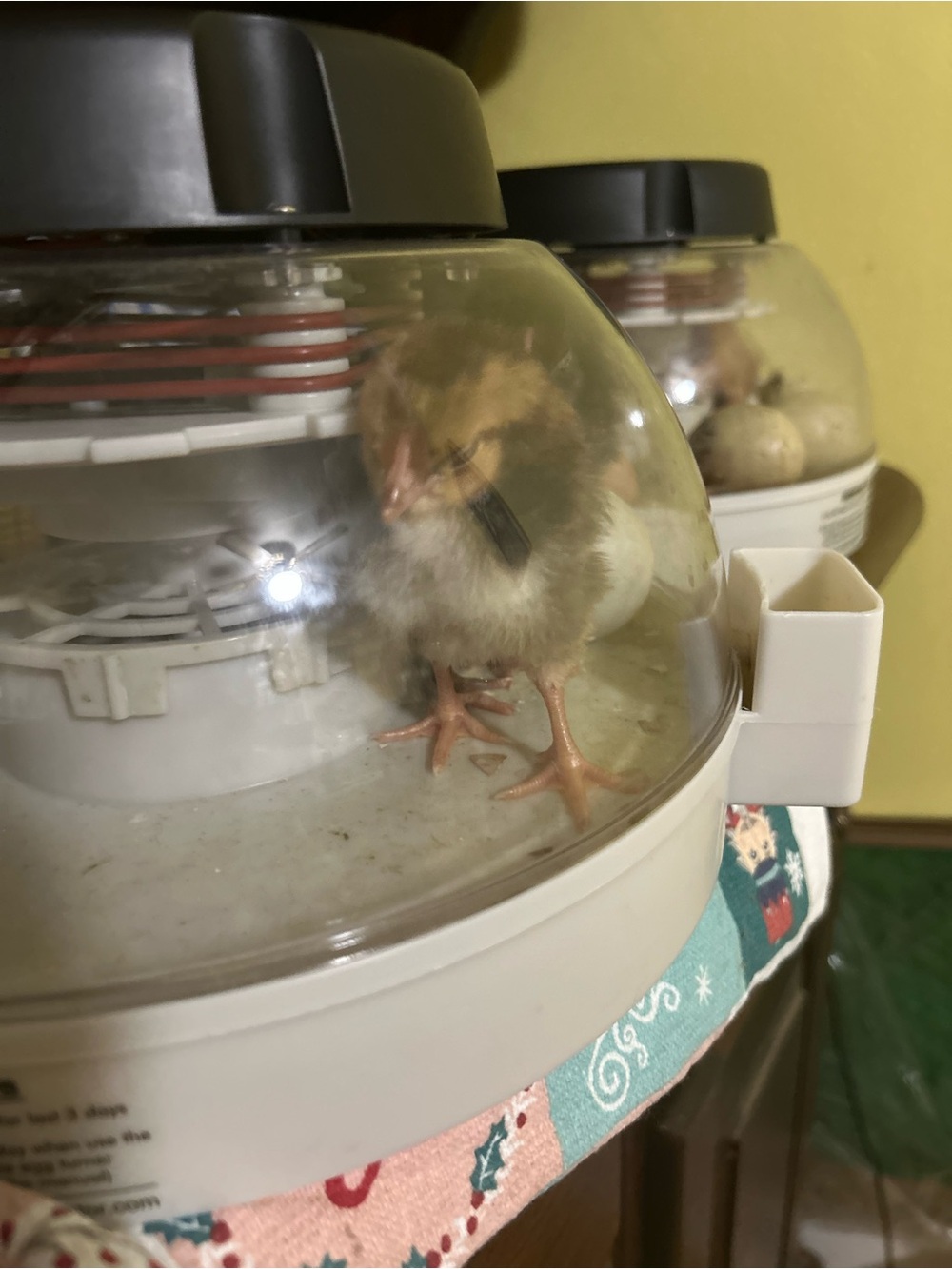 12 egg Incubator